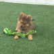 Pomsky Puppies for sale in New York, NY, USA. price: $300