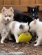 Pomsky Puppies for sale in Boise, ID, USA. price: $600
