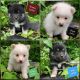 Pomsky Puppies for sale in Pikeville, TN 37367, USA. price: NA