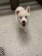 Pomsky Puppies for sale in Jacksonville, NC, USA. price: $1,000