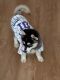 Pomsky Puppies for sale in Winfield, IN 46307, USA. price: NA
