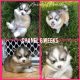 Pomsky Puppies for sale in Doon, IA 51235, USA. price: $1,800