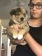 Pomsky Puppies for sale in Martinsburg, WV, USA. price: NA