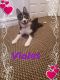 Pomsky Puppies for sale in The Bronx, NY, USA. price: NA