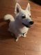 Pomsky Puppies for sale in Aspers, PA, USA. price: NA