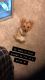 Pomsky Puppies for sale in Wixom, MI, USA. price: $600