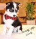 Pomsky Puppies for sale in Wesley Chapel, FL, USA. price: $2,000