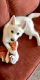Pomsky Puppies for sale in Richland, WA, USA. price: NA