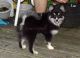 Pomsky Puppies for sale in Elkland, MO 65644, USA. price: NA