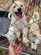 Pomsky Puppies for sale in Ottawa, KS 66067, USA. price: $400