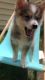Pomsky Puppies for sale in St Anthony, MN 55421, USA. price: NA