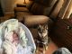 Pomsky Puppies for sale in Londonderry, NH, USA. price: NA