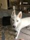 Pomsky Puppies for sale in Spokane Valley, WA, USA. price: $250