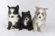 Pomsky Puppies for sale in Logan, UT, USA. price: NA