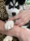 Pomsky Puppies for sale in Hempstead, NY 11550, USA. price: NA