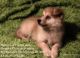 Pomsky Puppies for sale in Temple, TX, USA. price: NA