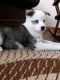 Pomsky Puppies for sale in Cullison Rd, Utica, OH 43080, USA. price: NA