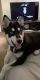 Pomsky Puppies for sale in 19008 E Swope Trail, Independence, MO 64056, USA. price: NA