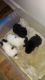 Pomsky Puppies for sale in Rainbow City, AL, USA. price: NA