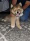 Pomsky Puppies for sale in West Valley City, UT, USA. price: $1,700
