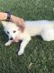 Pomsky Puppies for sale in 102 W Palomino Dr, Chandler, AZ 85225, USA. price: $1,800