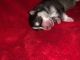 Pomsky Puppies for sale in Dearborn Heights, MI 48127, USA. price: NA