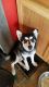 Pomsky Puppies for sale in Sidney, OH 45365, USA. price: NA