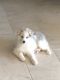 Pomsky Puppies for sale in Cave Creek, AZ 85331, USA. price: $1,000