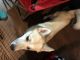 Pomsky Puppies for sale in Fort Worth, TX, USA. price: NA