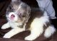 Pomsky Puppies for sale in Fayetteville, NC, USA. price: NA