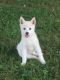 Pomsky Puppies for sale in Alexandria, PA 16611, USA. price: NA