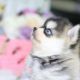 Pomsky Puppies for sale in Dickson, TN, USA. price: NA