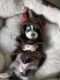 Pomsky Puppies for sale in Middleburg, FL 32068, USA. price: NA