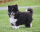 Pomsky Puppies for sale in Pittsburgh, PA, USA. price: $200