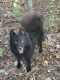 Pomsky Puppies for sale in Dunlap, TN 37327, USA. price: NA