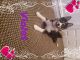 Pomsky Puppies for sale in The Bronx, NY 10462, USA. price: NA