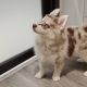 Pomsky Puppies for sale in Fairborn, OH 45324, USA. price: $4,700