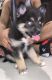 Pomsky Puppies for sale in Miami Gardens, FL, USA. price: NA