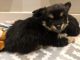 Pomsky Puppies for sale in Ashland, MO, USA. price: $2,200