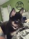 Pomsky Puppies for sale in Wildwood, MO, USA. price: $1,000