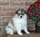 Pomsky Puppies for sale in Howard County, MD, USA. price: NA