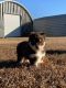 Pomsky Puppies for sale in Greenville, SC, USA. price: NA