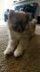 Pomsky Puppies for sale in Columbia, MO, USA. price: NA