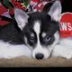 Pomsky Puppies for sale in Cleveland, MN, USA. price: $4,600