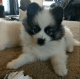 Pomsky Puppies for sale in Ashland, MO, USA. price: NA