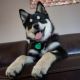Pomsky Puppies for sale in Grove City, OH, USA. price: $1,250
