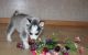Pomsky Puppies for sale in Seattle, WA, USA. price: $500
