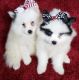 Pomsky Puppies for sale in Peachtree City, GA, USA. price: NA