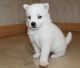 Pomsky Puppies for sale in Sun City, AZ, USA. price: $500