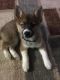 Pomsky Puppies for sale in Wareham, MA, USA. price: $3,500